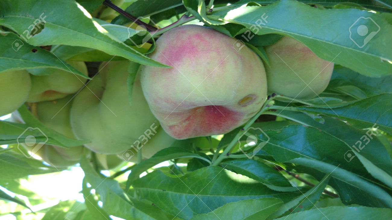 معرفی و راهنمای پرورش درختان میوه- هلو انجیری